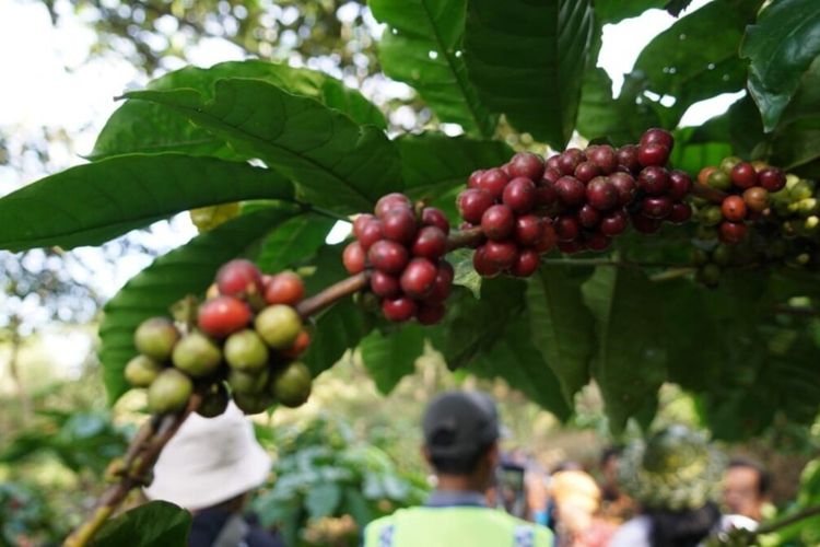 Tanaman Kopi Gunung Gambar, Ngawen, Gunungkidul