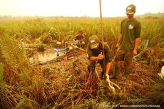 Api Kebakaran Hutan Ditemukan di Wilayah Konservasi Orangutan