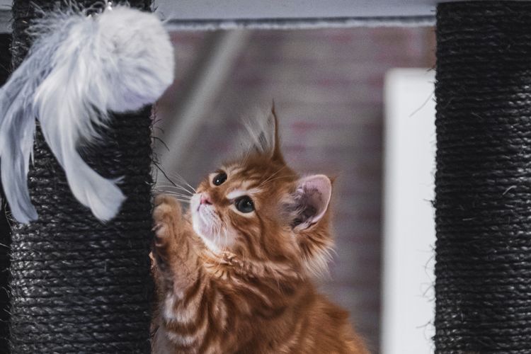 Ilustrasi kucing menggaruk mainannya. Mainan cat scratcher bisa mengalihkan kucing dari hobi menggaruk sofa.