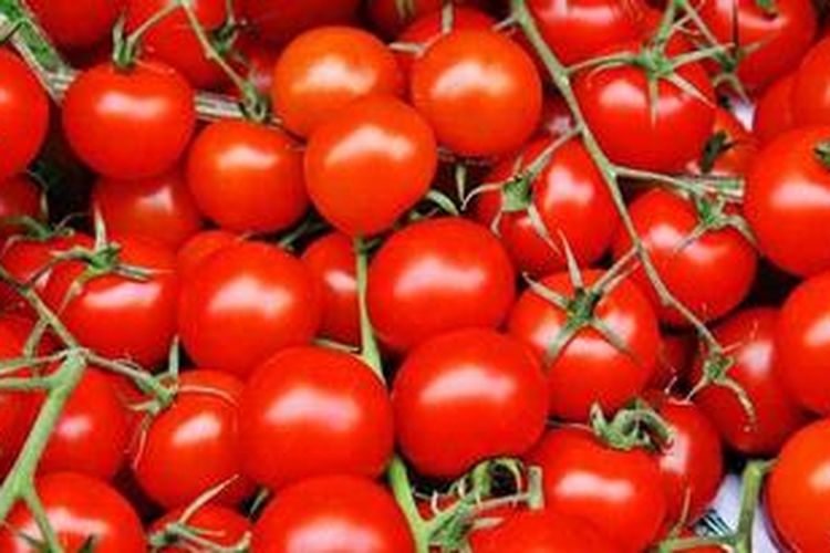 Selain bermanfaat untuk membantu menurunkan bobot tubuh, tomat juga berfungsi untuk menjaga kesehatan tubuh.
