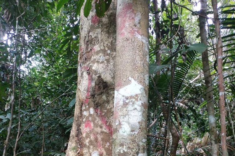 Salah satu pohon besar yang berada dalam kawasan hutan desa Rimbo Pusako, Desa Jelutih, Kecamatan Bathin XXIV, Kabupaten Batanghari