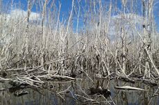 Berbagai Ancaman Kerusakan Ekosistem Mangrove di Indonesia