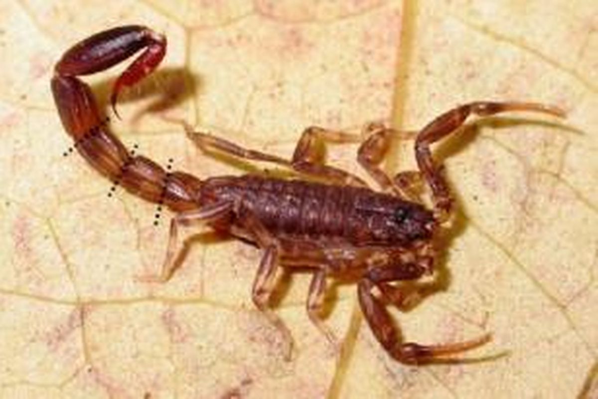 Entrywayda rus minal yutish jum Kokrak qafasi dle tomonidan quvvatlanadi