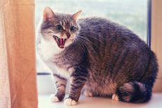 Tanda-tanda Kucing Terkena Rabies, Apa Saja?