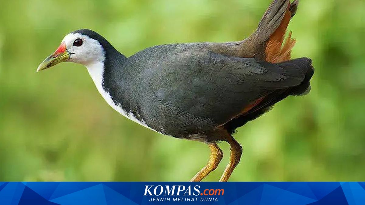 Tak Cuma Enak, Nutrisi Burung Ruak-ruak Lebih Tinggi Dibanding Puyuh ...