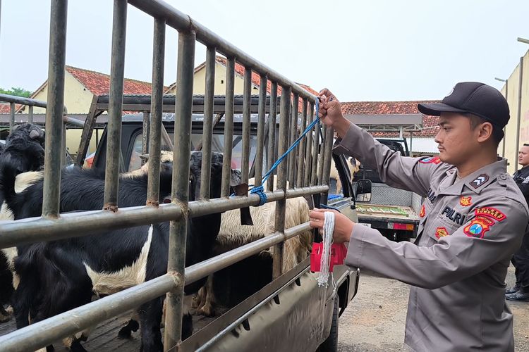 Seorang anggota polsek mengikat kambing yang dinaikkan ke mobil bak terbuka atau pikap.