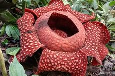 Karakterisik Bunga Rafflesia, Tidak Sama dengan Bunga Bangkai