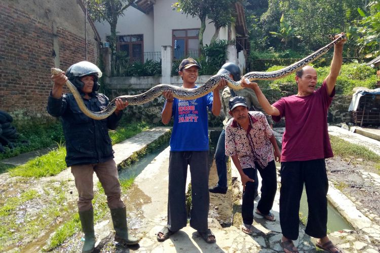 Warga Cililin, Jabar, tengah memperlihatkan ular piton sepanjang 4 meter yang ditangkap di kandang ayam saat sedang memangsa ayam, Rabu (27/2/2019). 