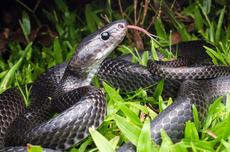 Ada Diskon 50 Persen, Biaya Tambah Daya Listrik 900 ke 1.300 Watt Cuma Rp 187.400