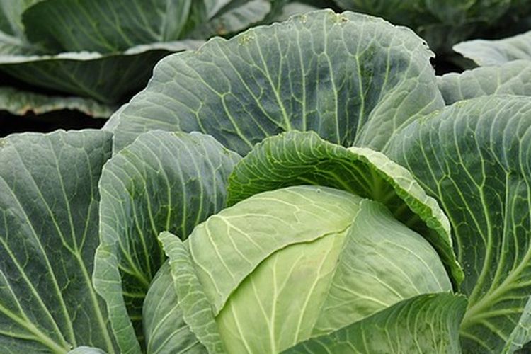 Ilustrasi tanaman kubis atau kol