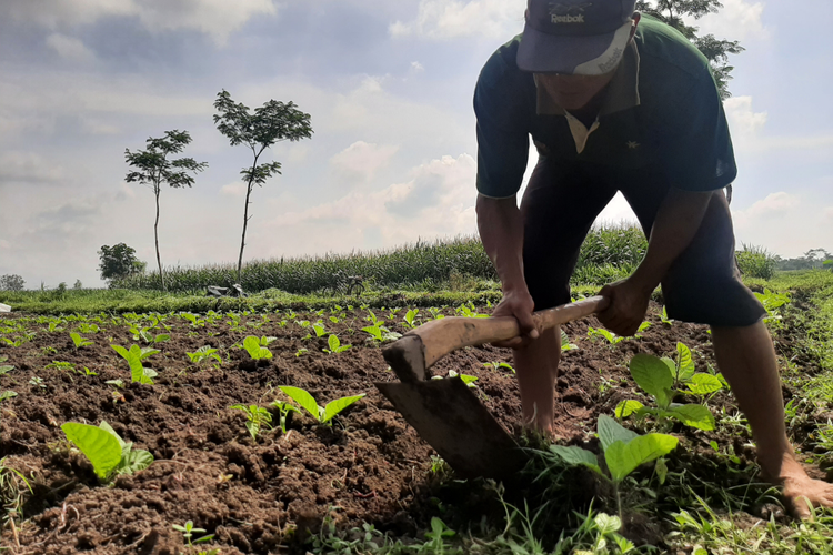 Petani tembakau di Lumajang khawatir alami gagal panen akibat cuaca yang tidak menentu, Jumat (17/6/2022)