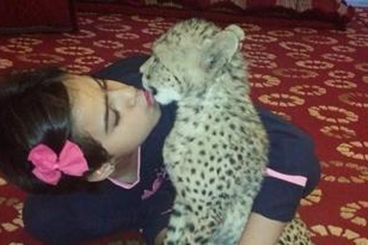 Modawi al-Anezi (10) tidak mau tidur jika tidak bersama seekor cheetah peliharaannya.