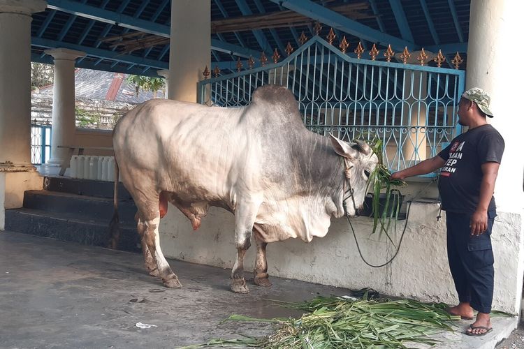 Sapi jenis PO milik peternak asal Boyolali yang dibeli Presiden Jokowi untuk berkurban di Masjid Agung Solo, Jawa Tengah, Selasa (20/7/2021).