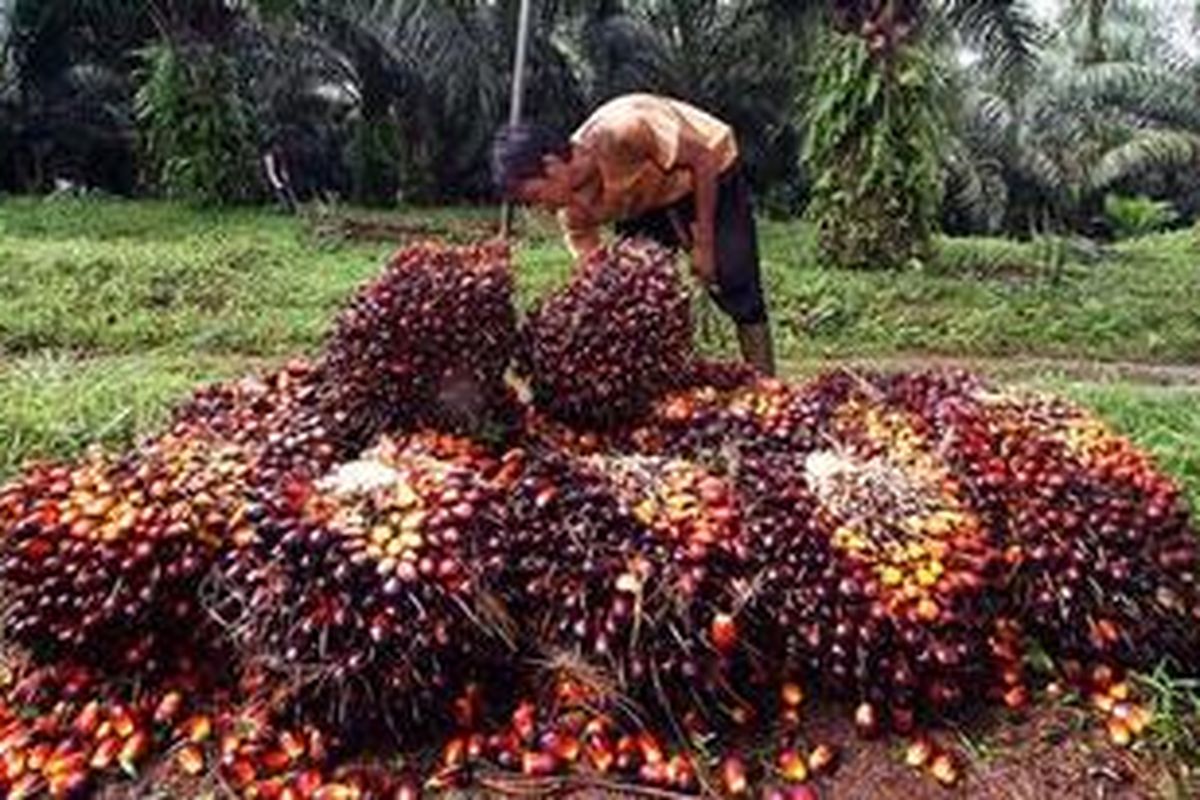 Buah tandan segar kelapa sawit dipanen di perkebunan PTPN VIII, Rancabungur, Bogor, Senin (17/1/2011). 