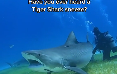 Tangkapan layar video ikan hiu bersin.