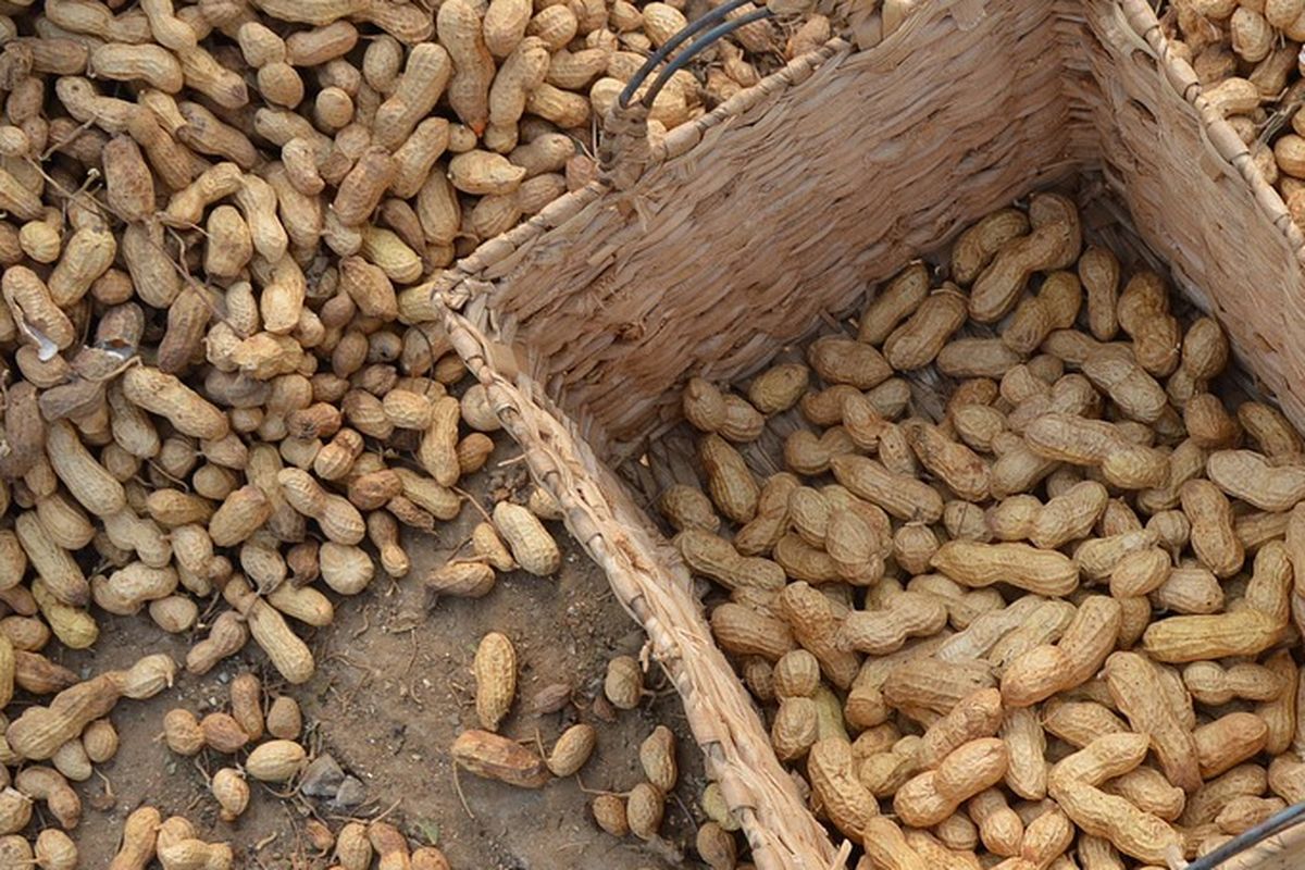 Ilustrasi kacang tanah