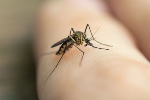 Anggota DPR Berharap Pemerintahan Prabowo-Gibran Bisa Bebaskan Indonesia dari Kasus Malaria