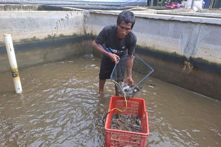 Panen ikan lele di kawasan Maggotin, program integrasi Dompet Dhuafa Lampung yang berlokasi di Karang Anyar, Kecamatan Jati Agung, Kabupaten Lampung Selatan.
