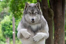 Pria Jepang Habiskan Rp 317 Juta untuk Berubah Jadi Serigala
