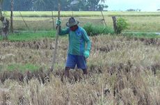 Ini Cara Petani Minimalkan Risiko Heatstroke akibat El Nino