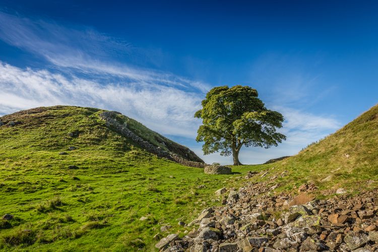 Sycamore Gap Tree atau Robin Hood Tree adalah pohon sycamore yang berdiri di samping Tembok Hadrian di Northumberland, Inggris.