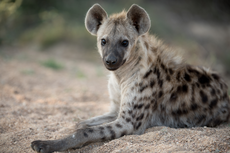 Bagaimana Cara Hyena Mempertahankan Diri dan Wilayahnya
