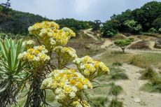 Balai TNGR: Masih Ada Pemetik Bunga Edelweis di Gunung Rinjani