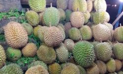 Panen di Sanggau, Durian Lokal Indonesia Siap Bersaing di Dunia