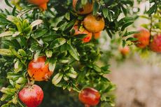 Mudah, Ini Pedoman Budidaya Buah Delima dalam Pot