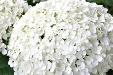 5 Kesalahan saat Menanam Hydrangea yang Harus Dihindari