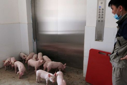 China Siapkan Apartemen Babi untuk Hindari Wabah Flu dari Afrika
