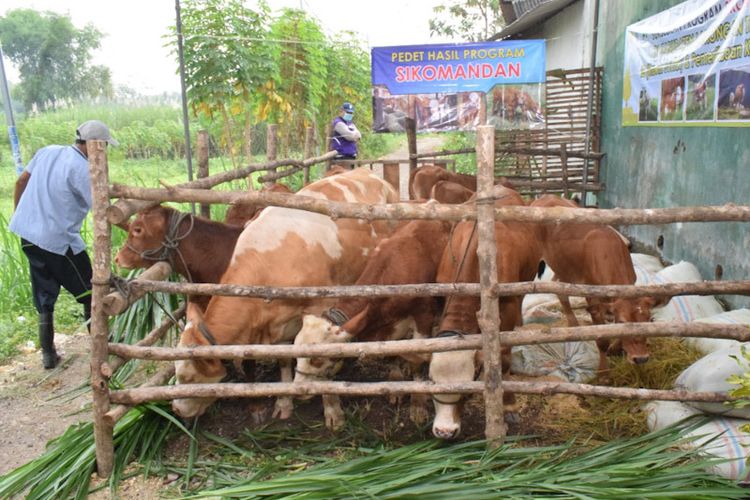 Sapi potong yang dikembangkan oleh para peternak di Kabupaten Lamongan, Jawa Timur.