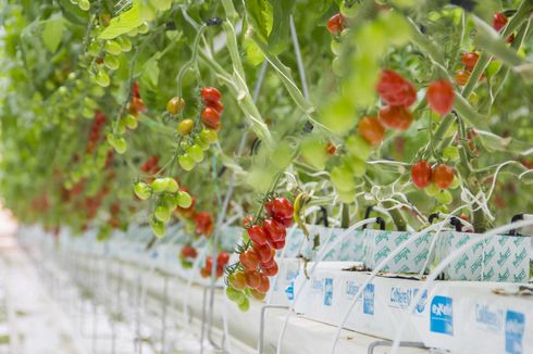 Cara Menanam Tomat Hidroponik agar Hasil Panennya Berkualitas