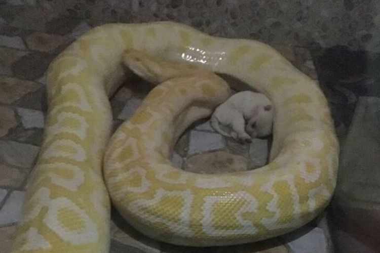 Gambar yang beredar di media sosial menunjukkan seekor anak anjing hidup meringkuk di samping seekor ular piton besar. (PETA Asia)