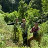 Kembangkan Kasus Narkoba, Polda Metro Temukan 11 Hektar Ladang Ganja di Sumatera Utara