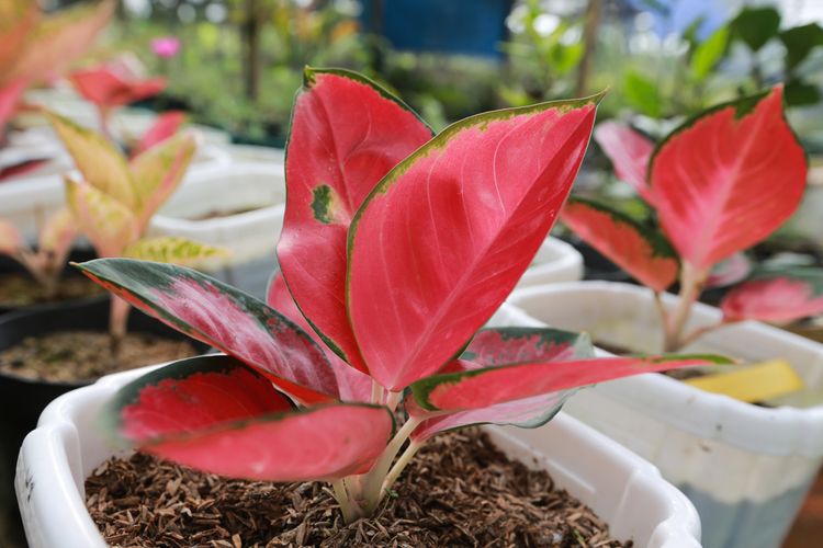 Ilustrasi tanaman hias Aglonema Suksom Jaipong. 