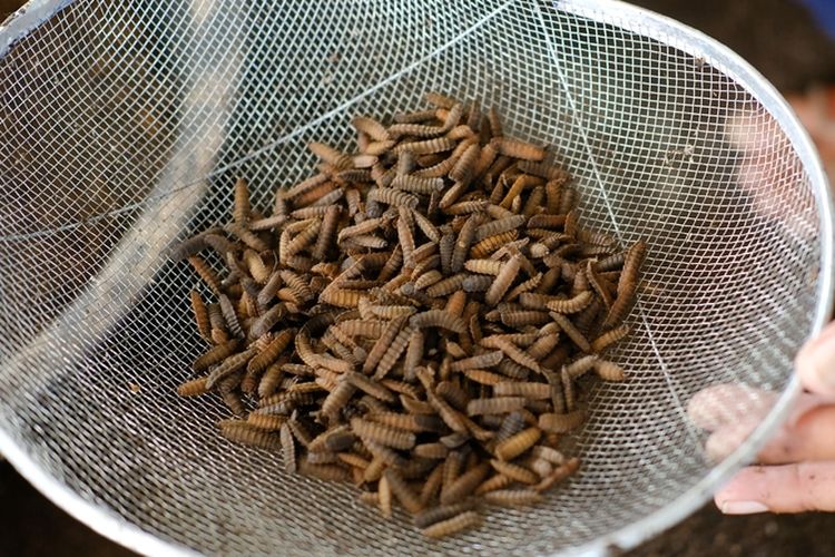 Ilustrasi budidaya maggot.