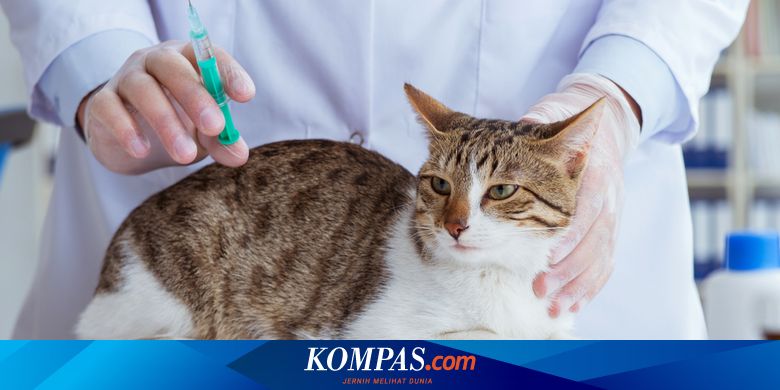 Kenali Gejala Rabies pada Kucing dan Pencegahannya