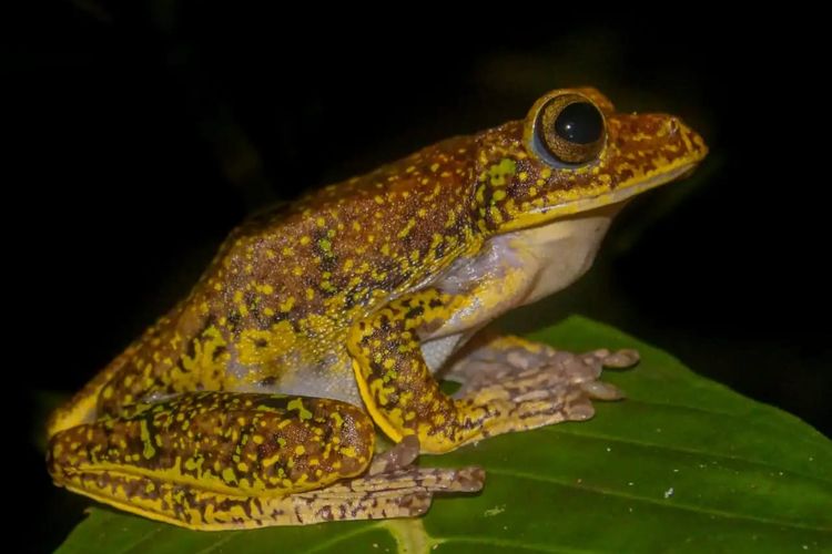 Katam terbang asal Sulawesi Utara kembali ditemukan oleh peneliti, setelah sempat menghilang lebih dari seabad lalu. 