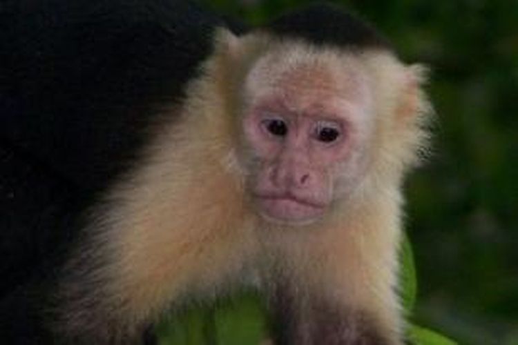Produser film Pirates of the Caribbean mendatangkan dua ekor monyet capuchin ke Queensland untuk keperluan pembuatan film ini. 
