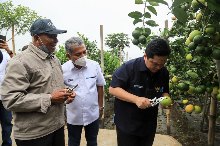 Menteri Badan Usaha Milik Negara (BUMN) Erick Thohir bersama Direktur Utama (Dirut) BRI Sunarso saat meninjau salah satu klaster usaha pertanian jeruk di Bandung.