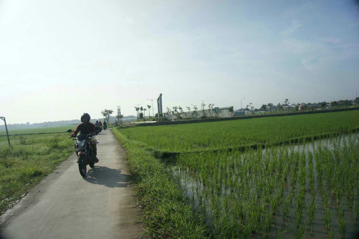 Seorang pengendara sepeda motor tengah melintas di areal persawahan di Desa Kondangjaya, Kecamatan Karawang Timur, Kabupaten Karawang. Sejumlah petani di Karawang menilai pendistribusian Kartu Tani tidak transparan.