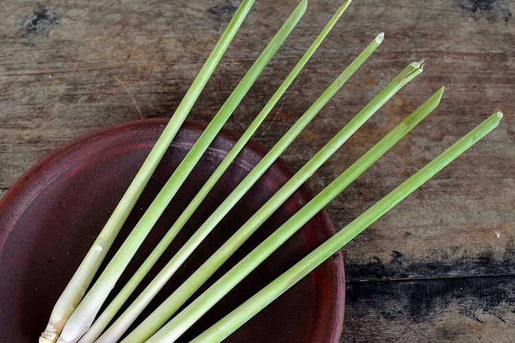 ilustrasi serai wangi