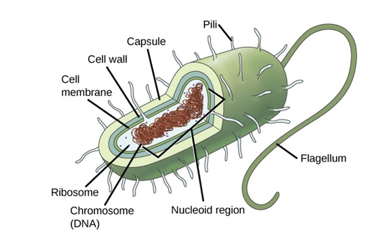 Organel sel bakteri, ribosom ditunjukkan sebagai butiran kecil dalam sitoplasma. 