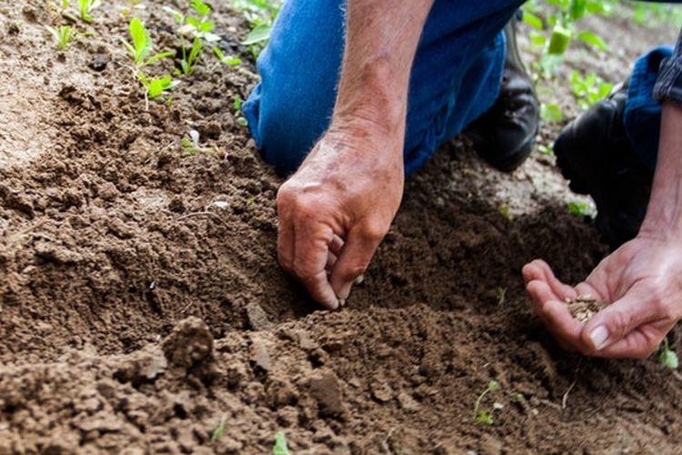 ilustrasi menanam kacang hijau