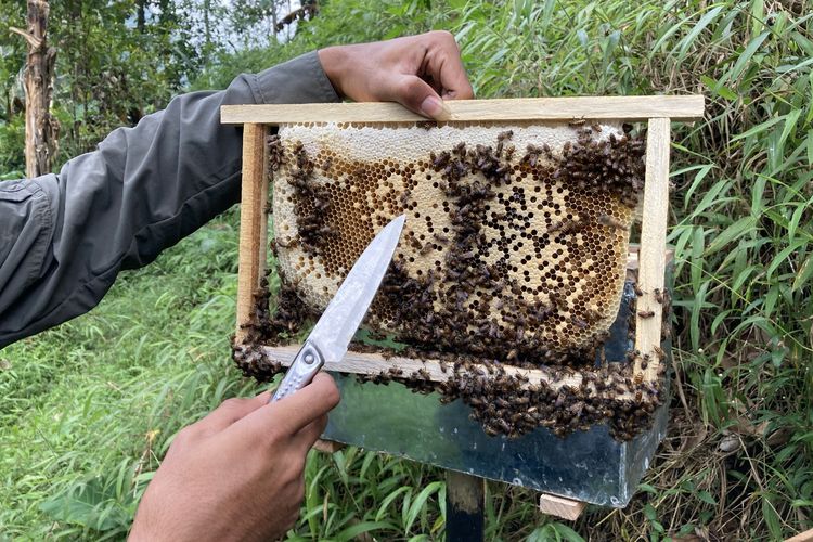 Salah satu dari sejumlah frame sarang lebah dalam kotak ternak lebah madu yang ada di area budi daya lebah madu yang berada di lembah hutan kaki Gunung Pangrango di Desa Bojongmurni, Kecamatan Ciawi, Kabupaten Bogor, Minggu (23/5/2021).