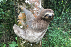 Bukan Siput, Sloth jadi Hewan Terlambat di Dunia