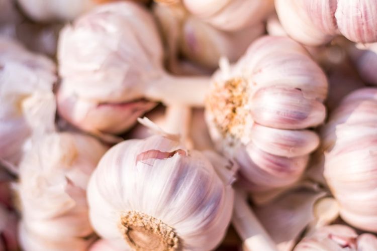 Ilustrasi bawang putih