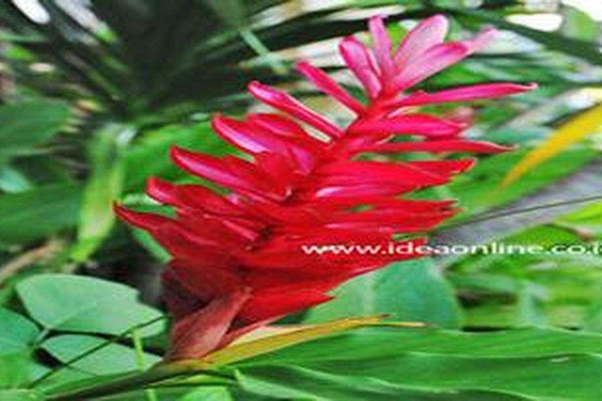 Yuk Tanam Lengkuas Merah di Taman