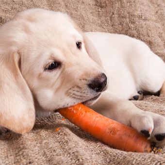 Ilustrasi anjing memakan wortel.